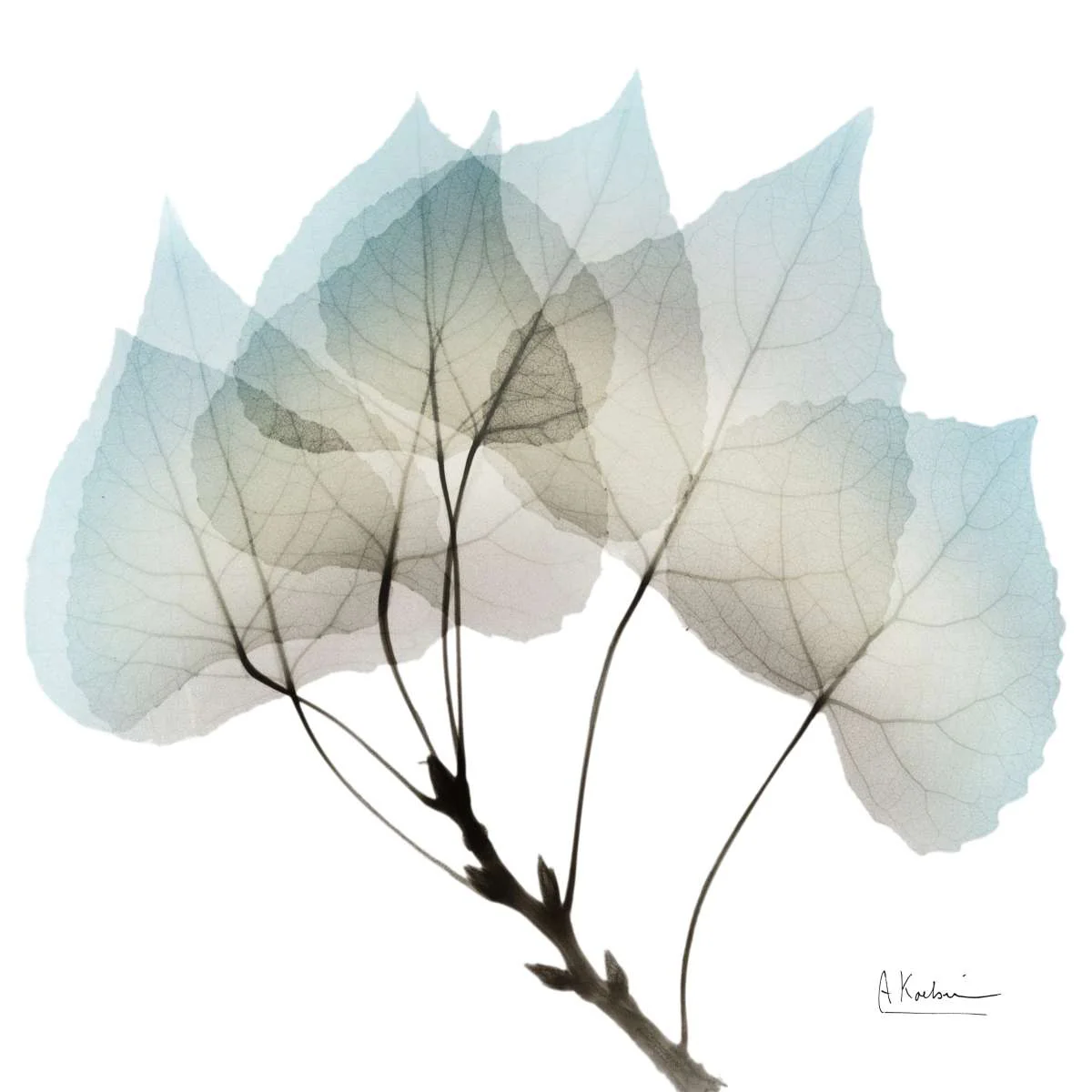 Natural Botanical Elements I Wall Art - Image 11