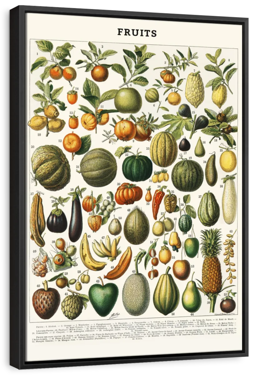 Nouveau Larousse Illustre - Fruits II Wall Art - Image 6