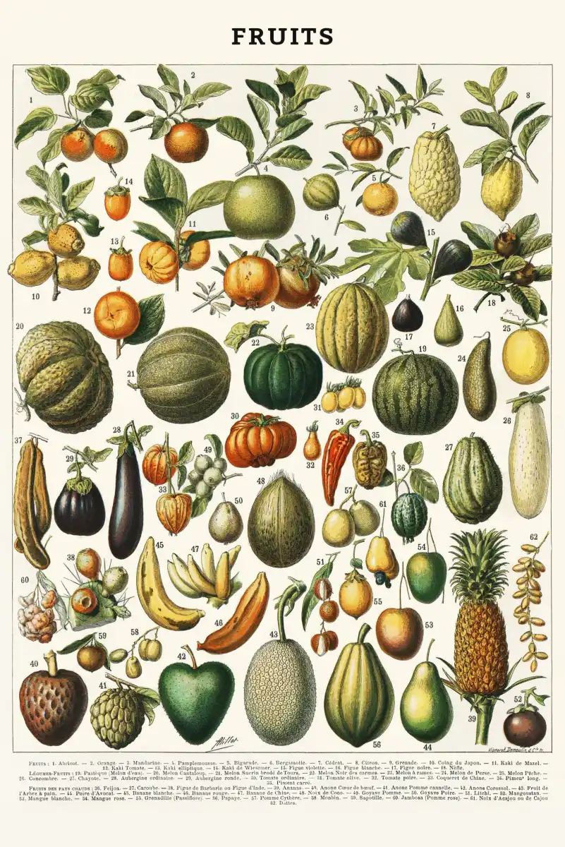 Nouveau Larousse Illustre - Fruits II Wall Art - Image 9