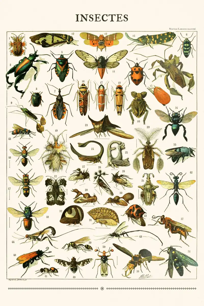Nouveau Larousse Illustre - Insectes II Wall Art - Image 10