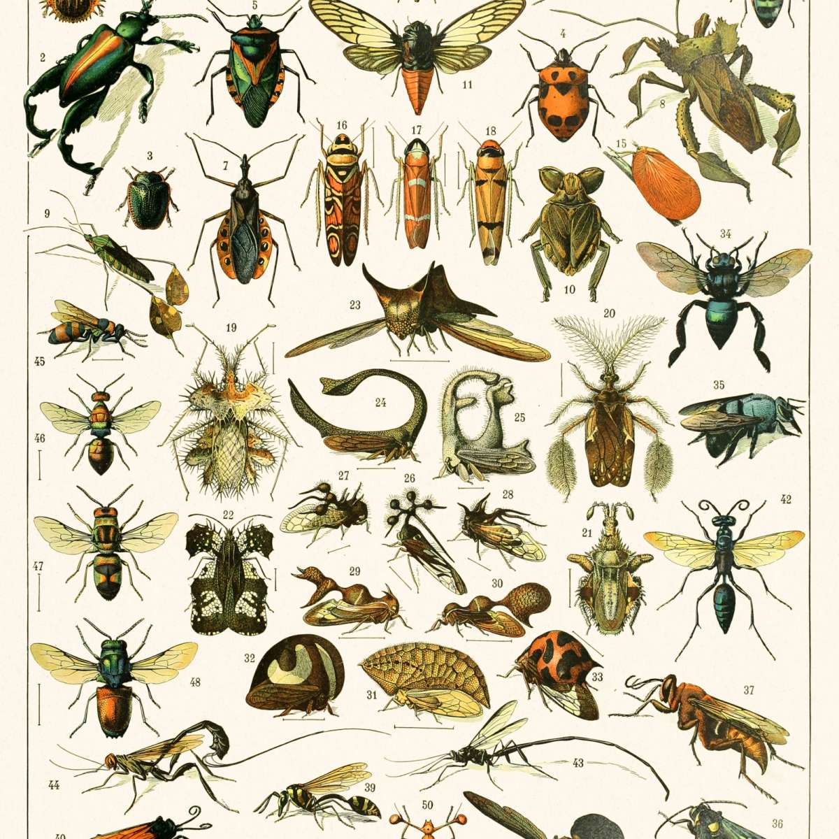 Nouveau Larousse Illustre - Insectes II Wall Art - Image 11
