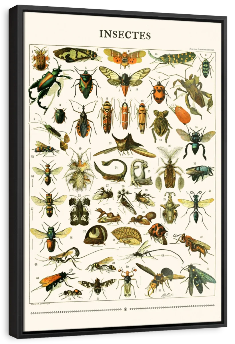 Nouveau Larousse Illustre - Insectes II Wall Art - Image 6