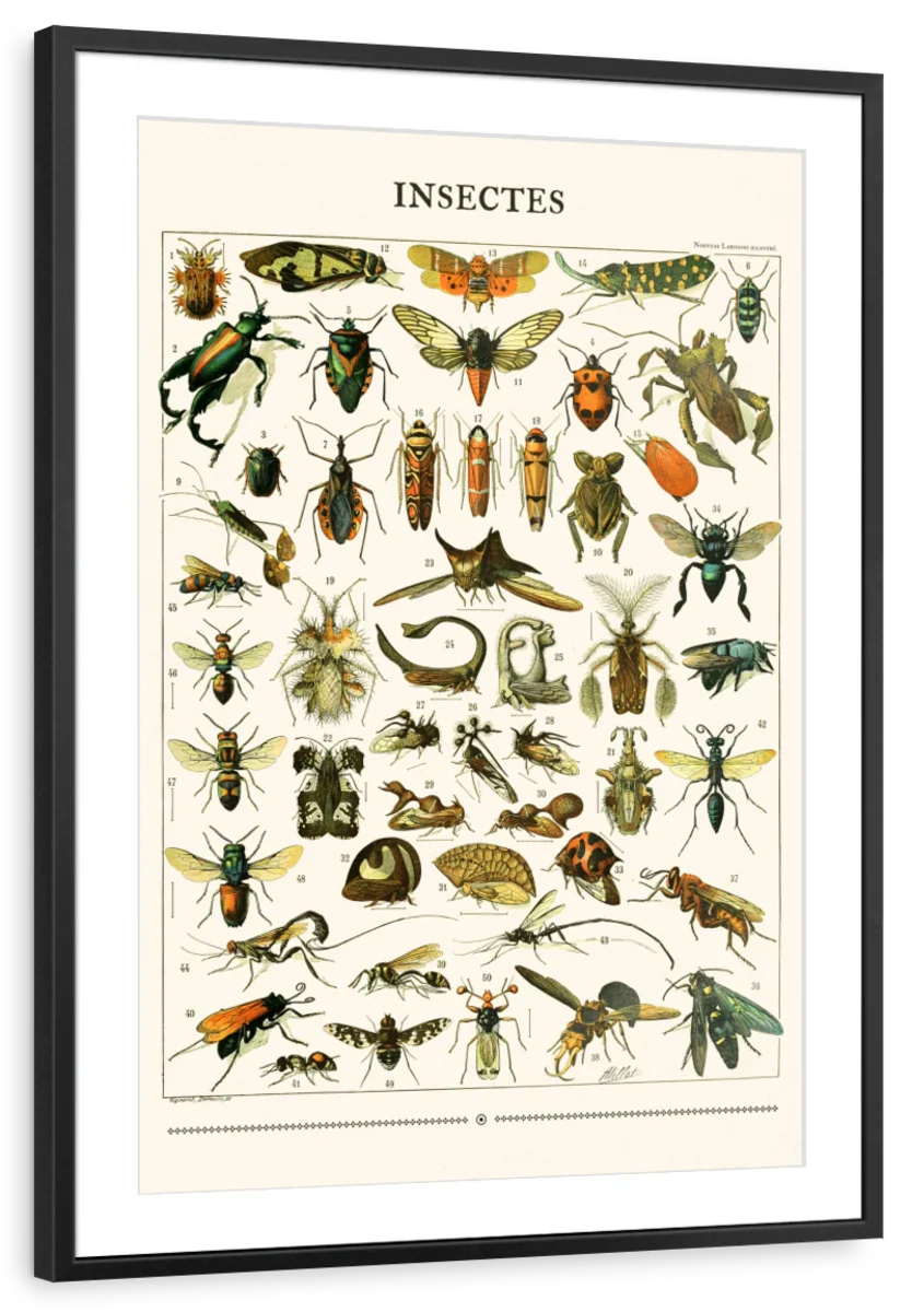 Nouveau Larousse Illustre - Insectes II Wall Art - Image 7