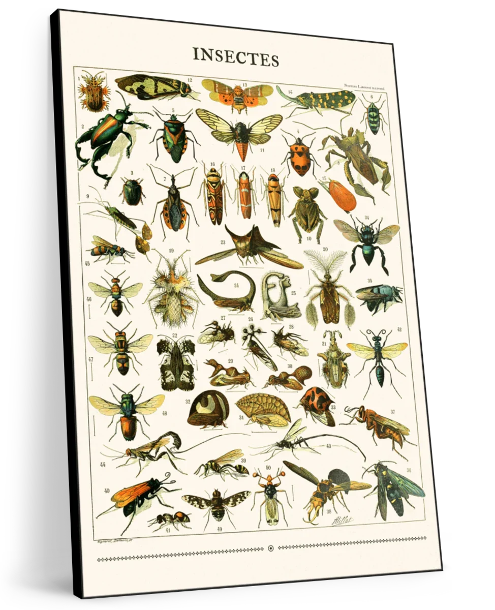 Nouveau Larousse Illustre - Insectes II Wall Art - Image 8