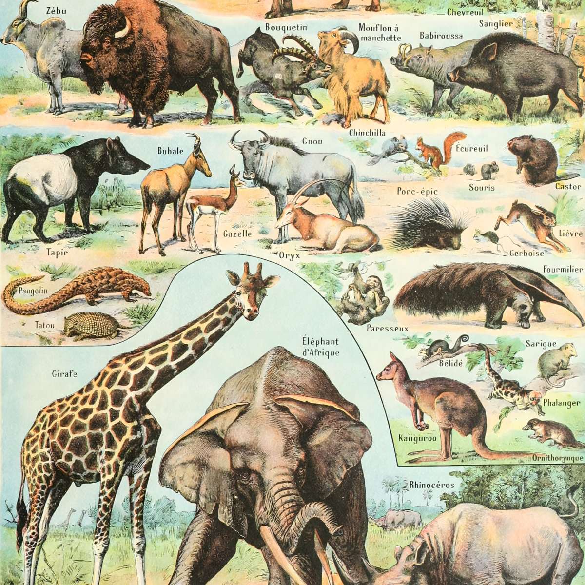 Nouveau Larousse Illustre - Mammiferes Wall Art - Image 11
