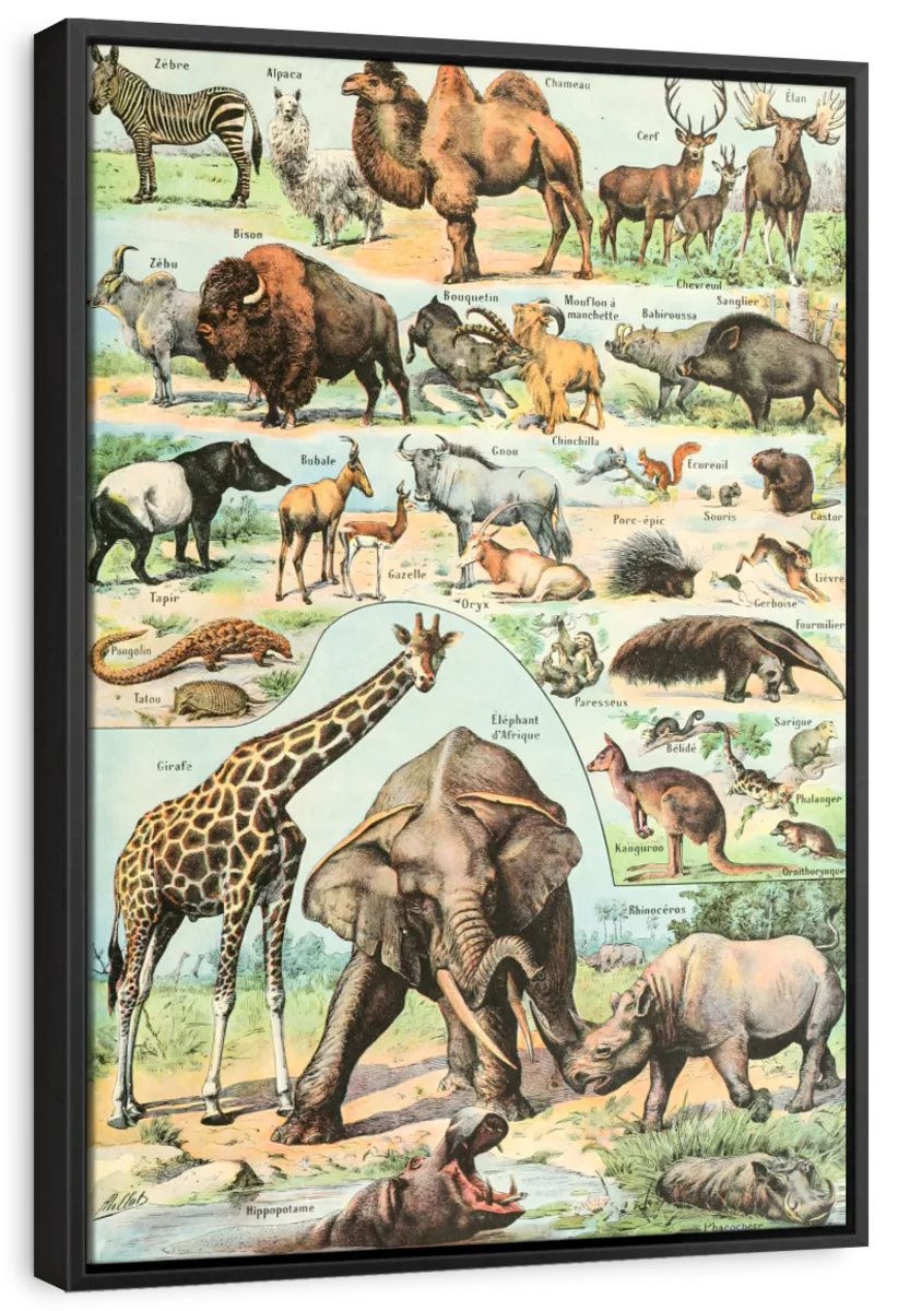 Nouveau Larousse Illustre - Mammiferes Wall Art - Image 6