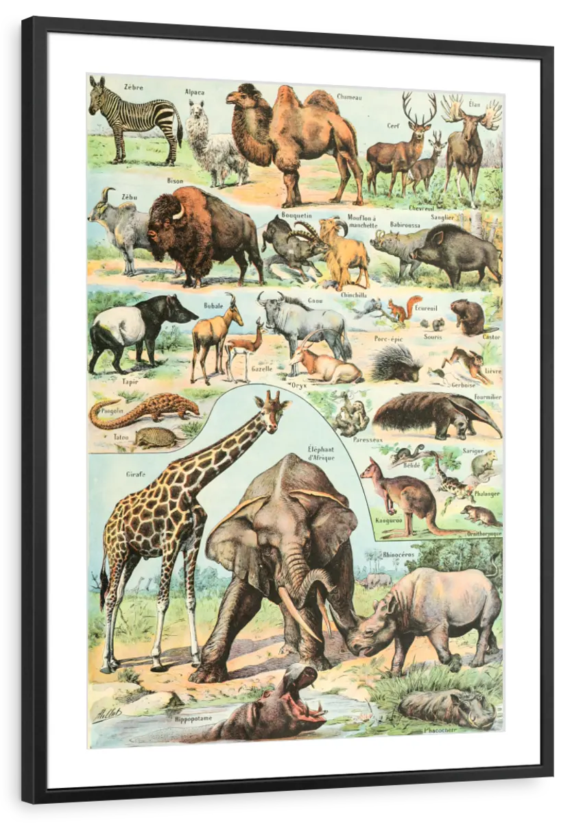 Nouveau Larousse Illustre - Mammiferes Wall Art - Image 7