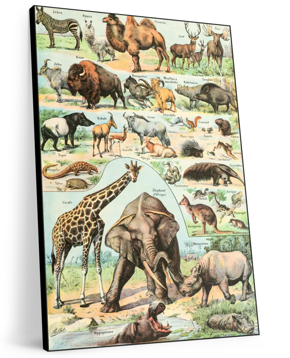 Nouveau Larousse Illustre - Mammiferes Wall Art - Image 8