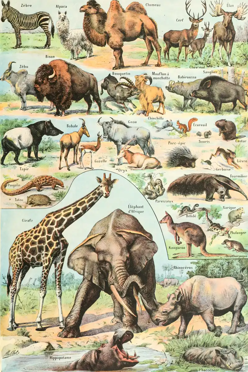 Nouveau Larousse Illustre - Mammiferes Wall Art - Image 9