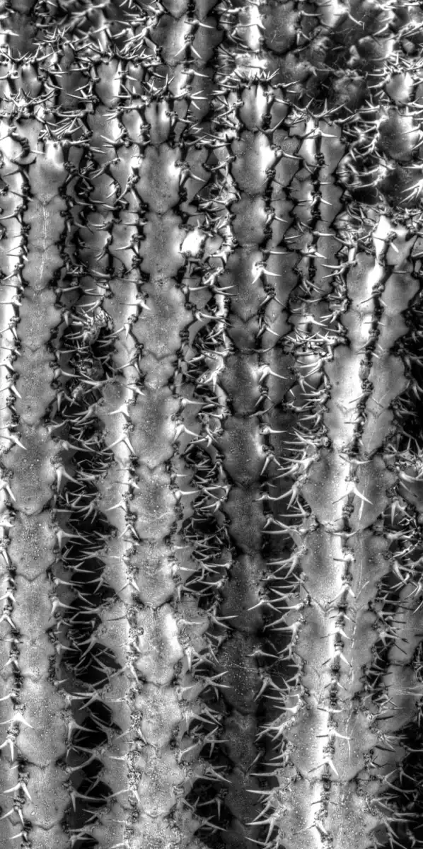 Old Cactus No. 2 Wall Art - Image 19