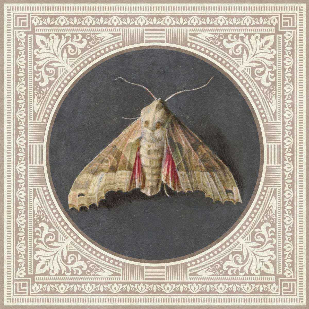 Owlet Moth Reinterpreted Wall Art - Image 2
