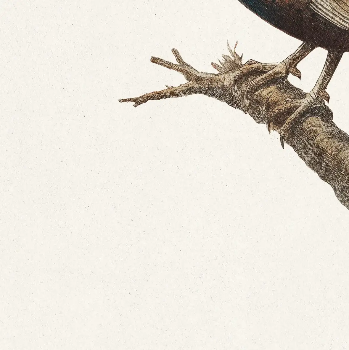 Perching Common Pheasant Wall Art - Image 32