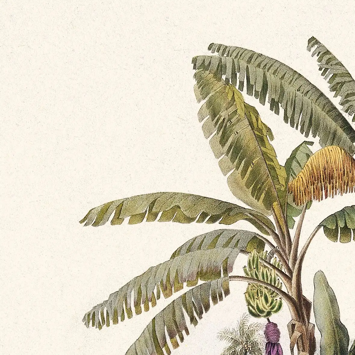 Plantain Trees Wall Art - Image 14