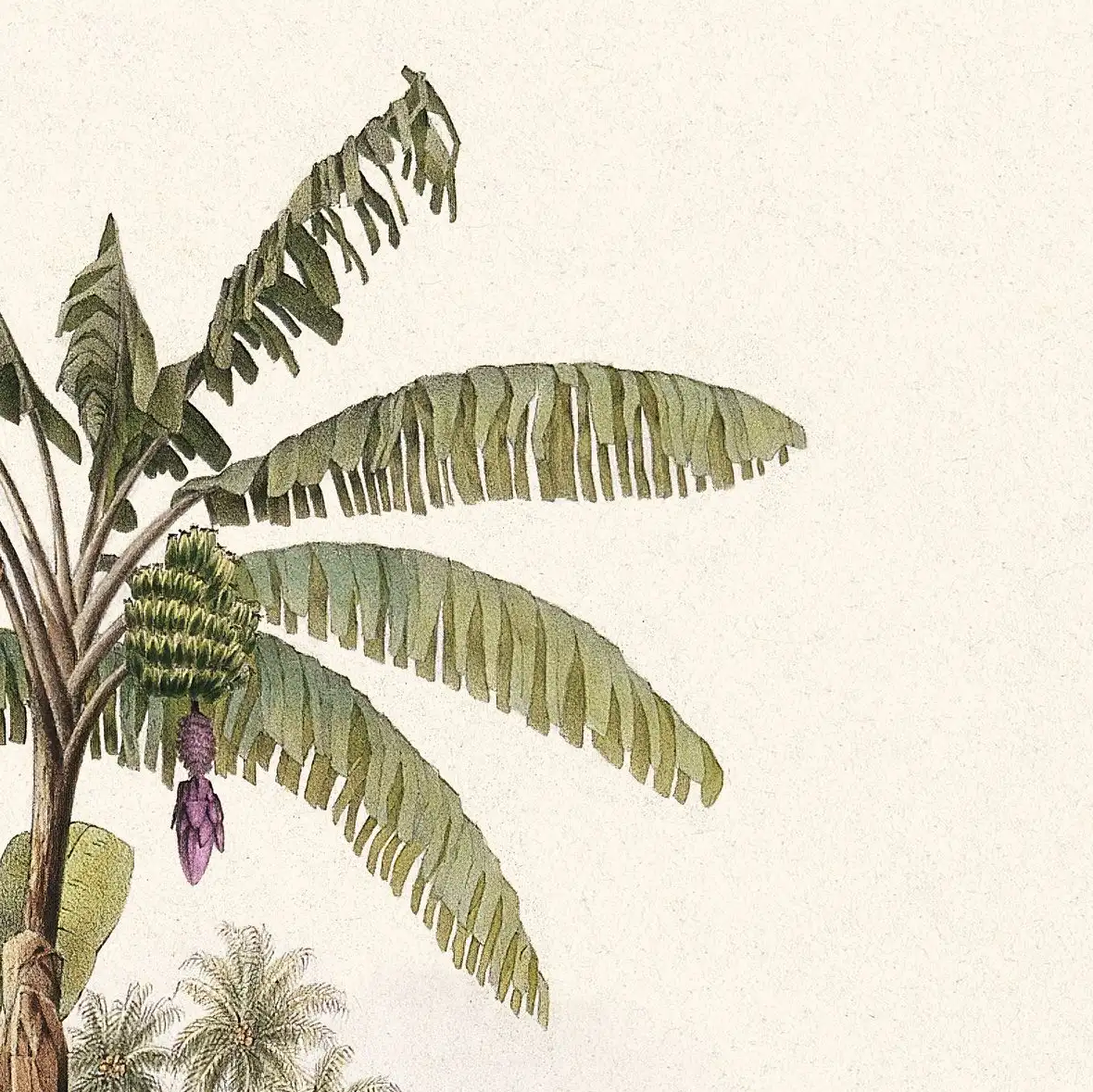 Plantain Trees Wall Art - Image 16