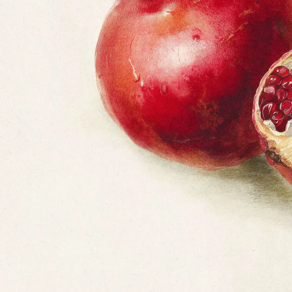 Pomegranate Botanical Study Art Wall Art - Image 15
