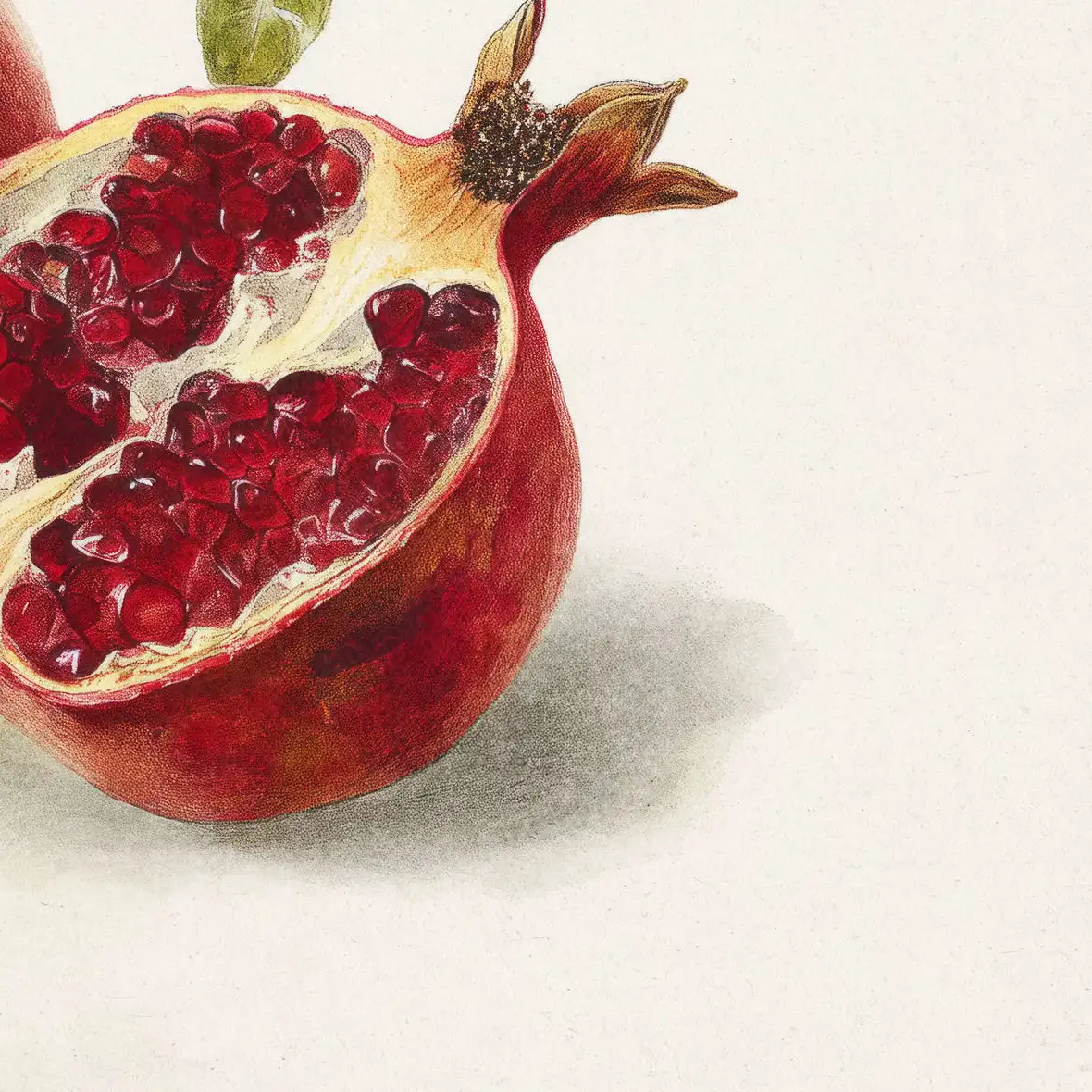 Pomegranate Botanical Study Art Wall Art - Image 17