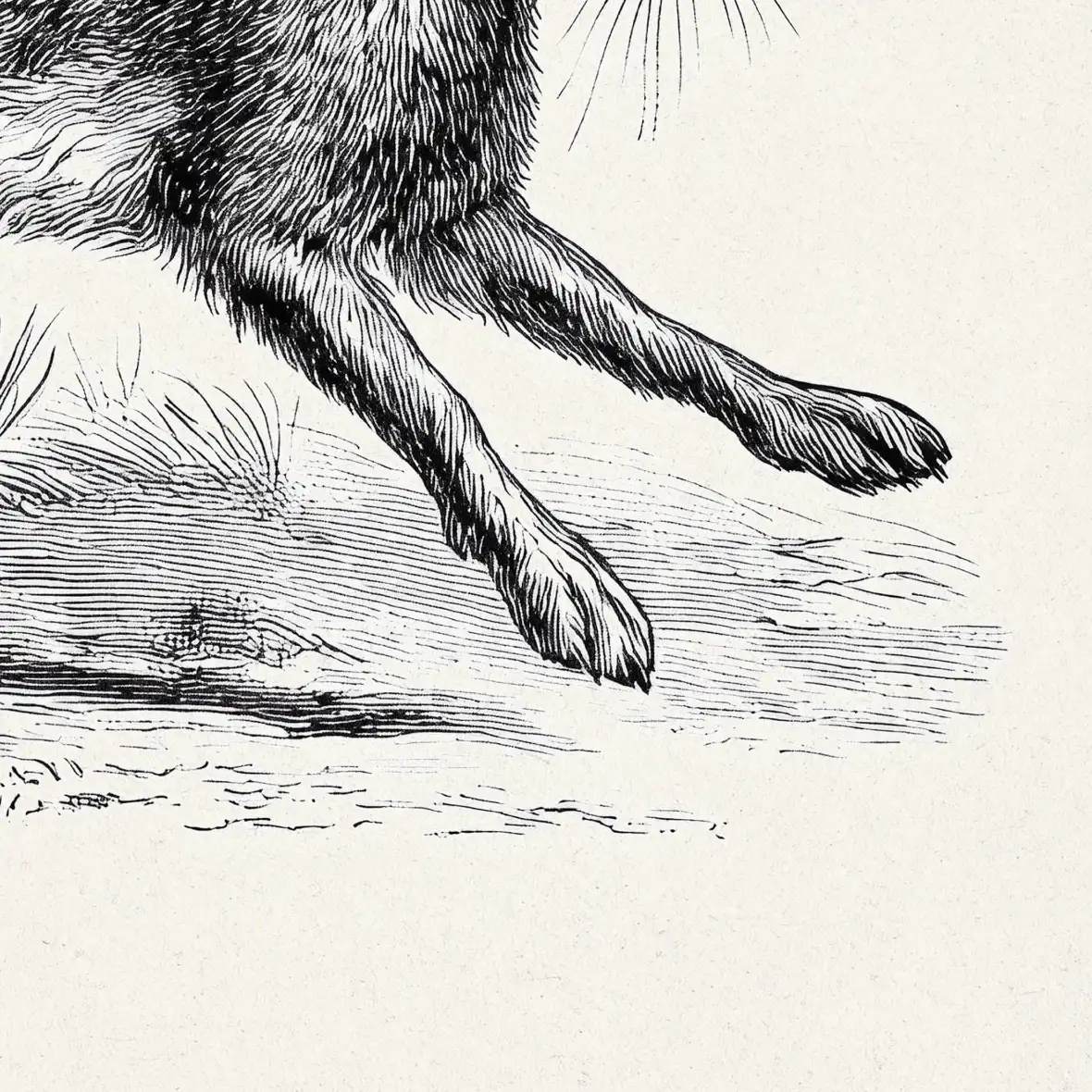 Running Hare Engraving Print Wall Art - Image 17
