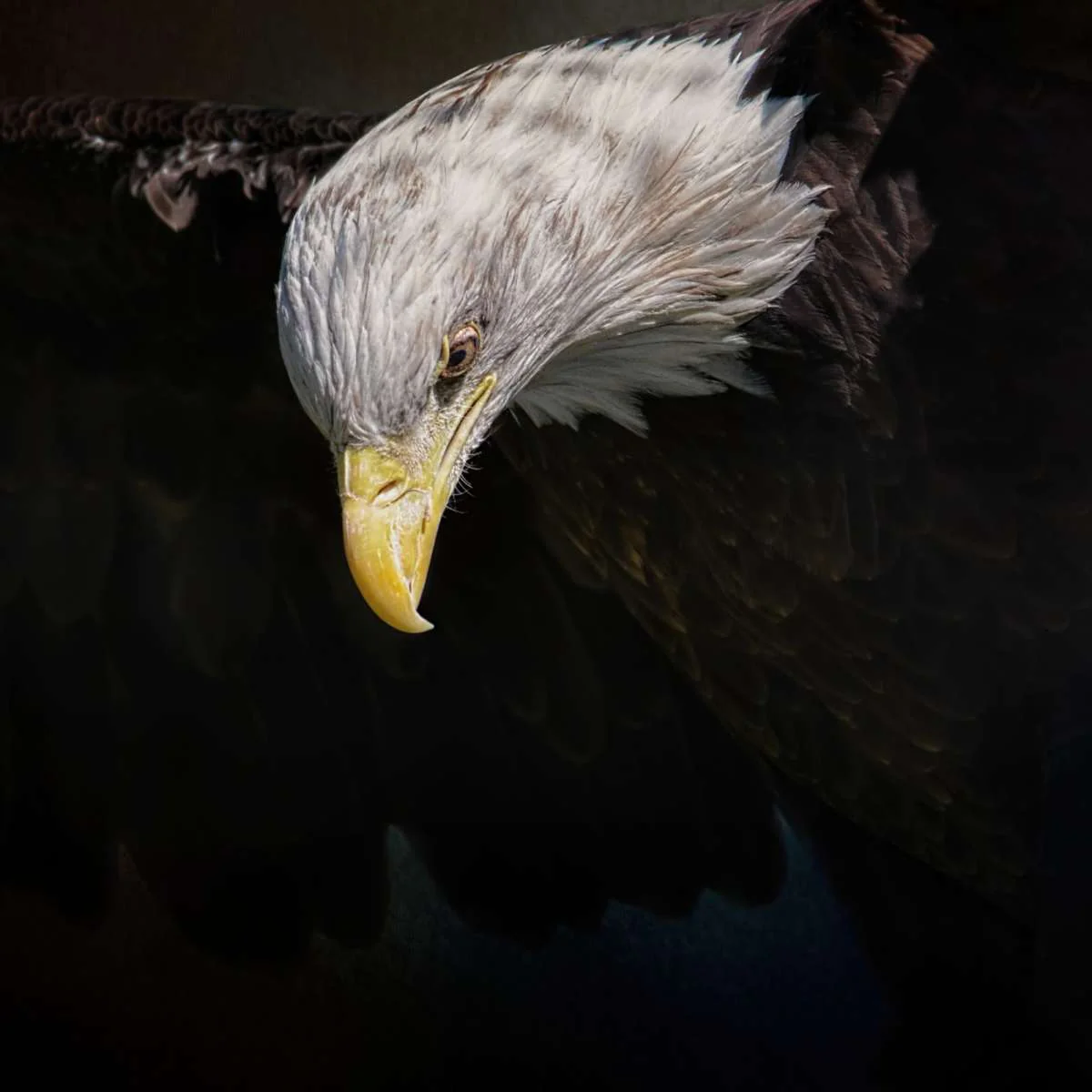 Shadow Hunter Bald Eagle Wall Art - Image 20