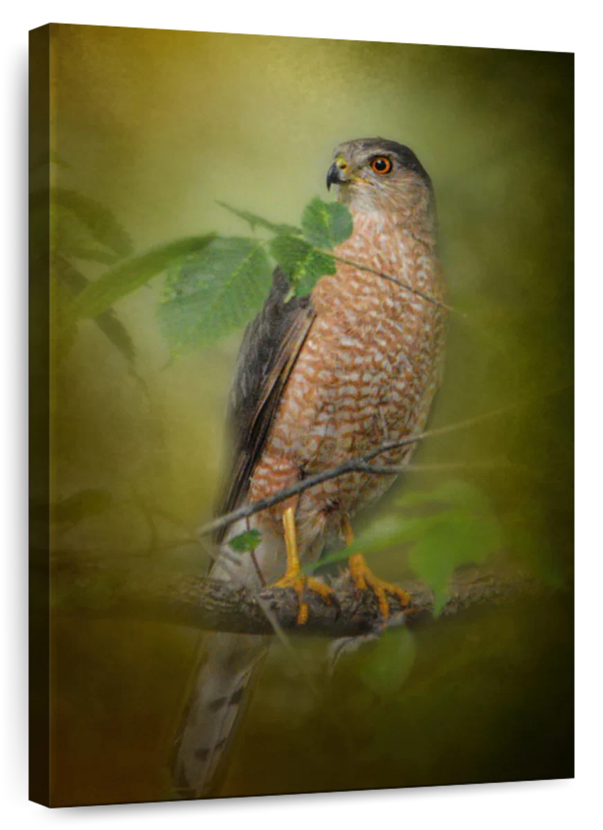 Sharp Shinned Hawk Wall Art