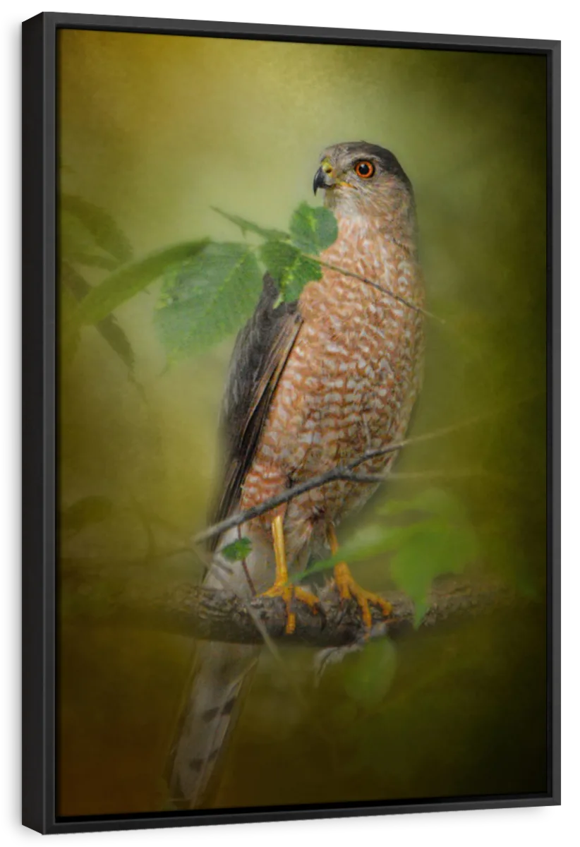 Sharp Shinned Hawk Wall Art - Image 8