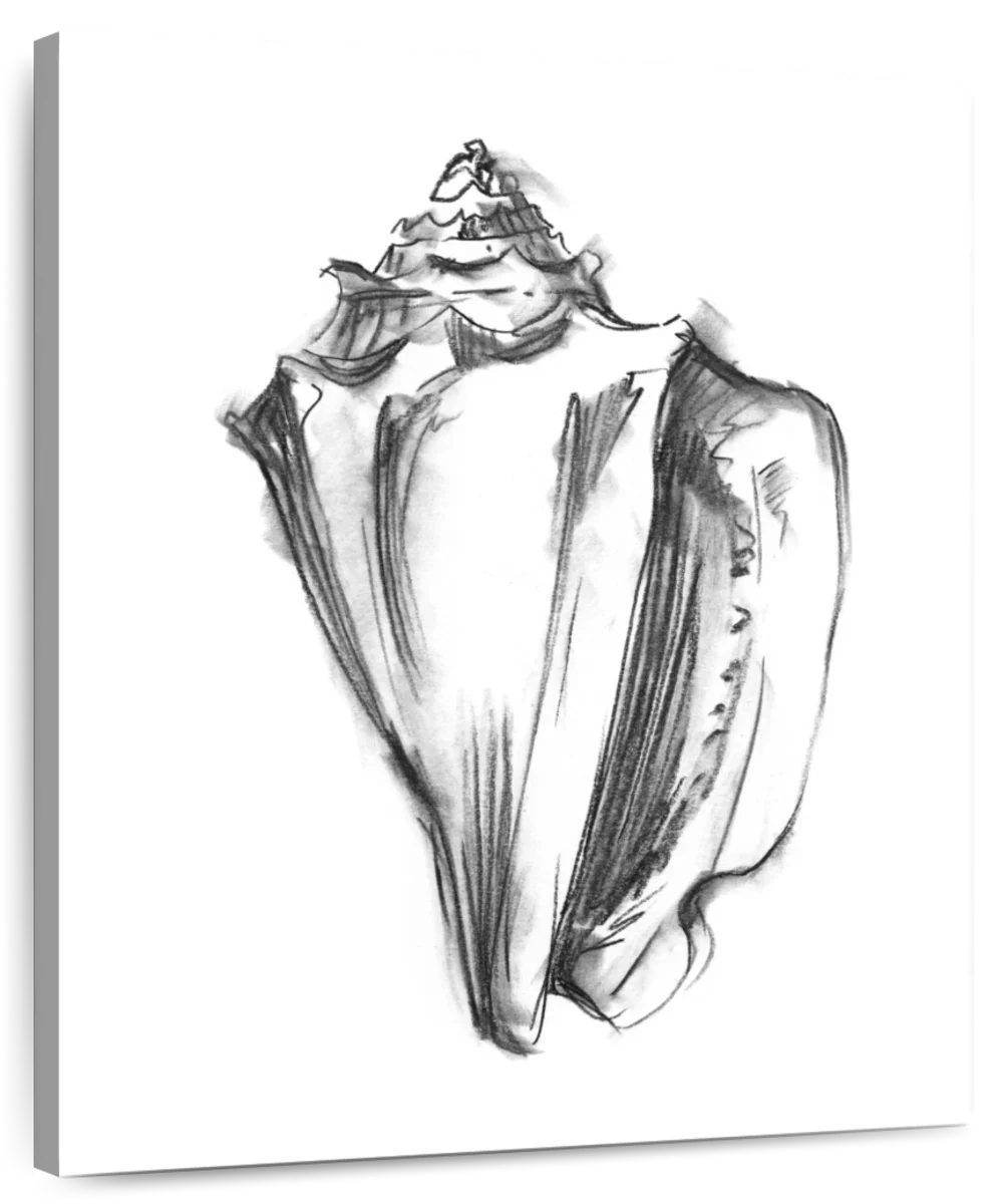 Shell Sketch I Wall Art
