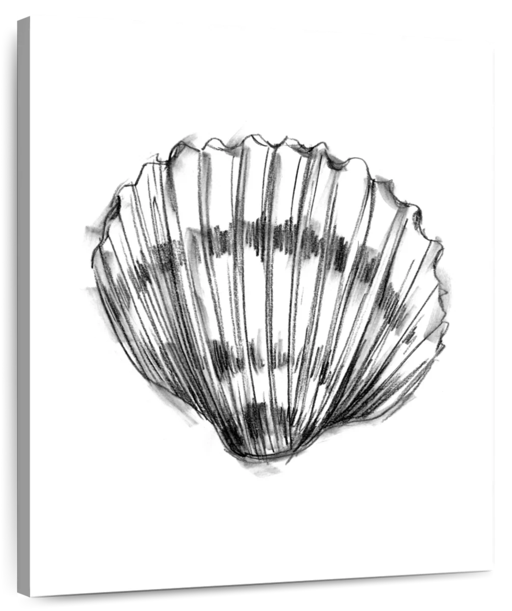 Shell Sketch II Wall Art