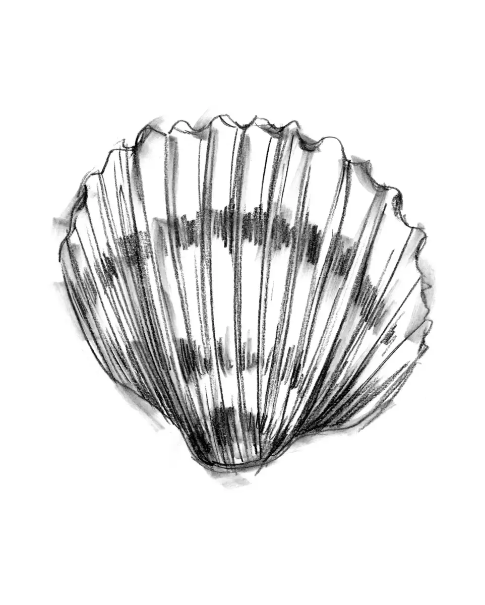 Shell Sketch II Wall Art - Image 14