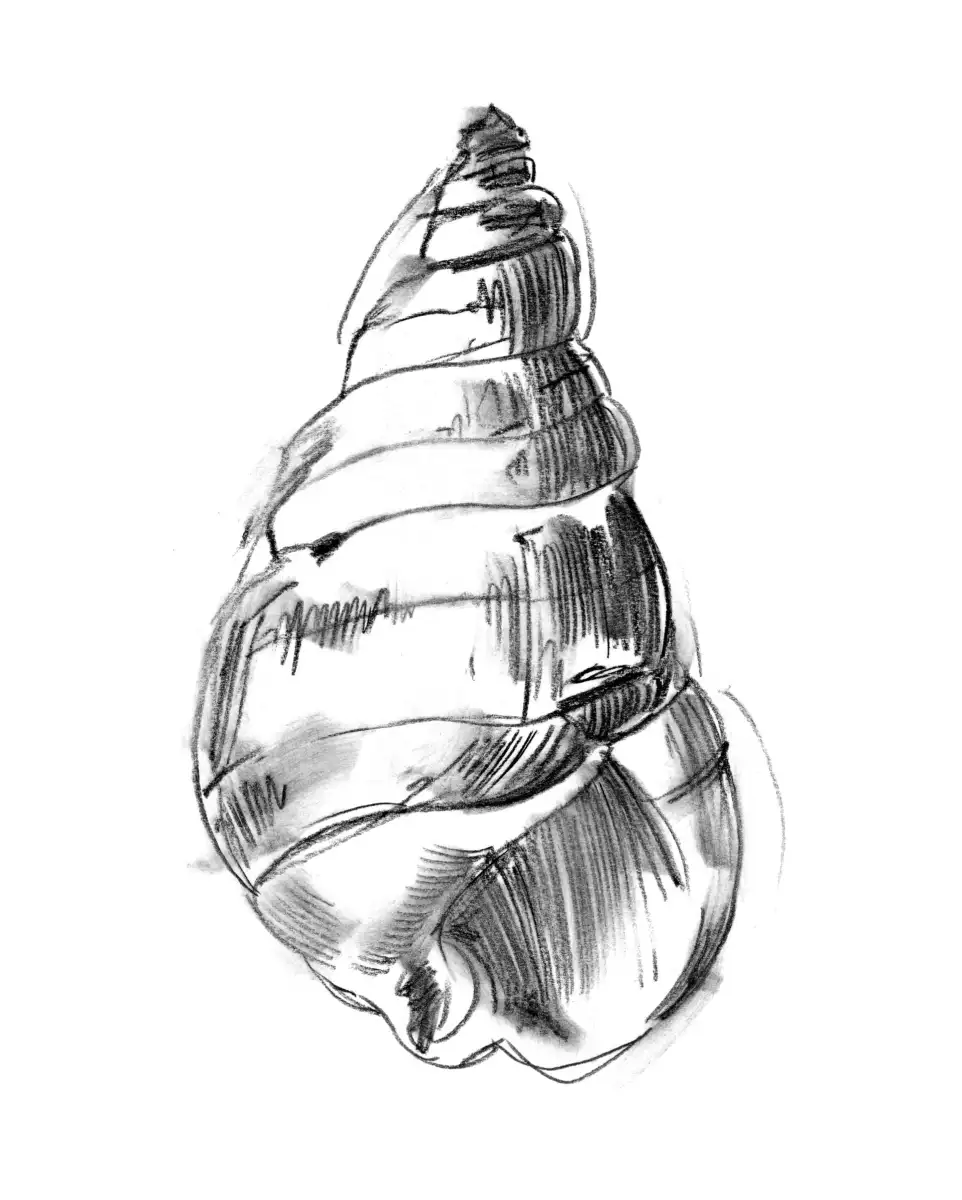 Shell Sketch III Wall Art - Image 9