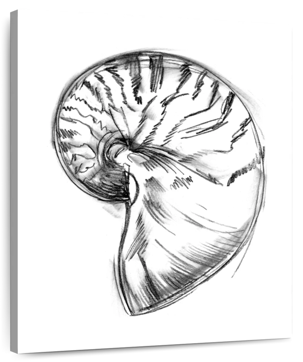 Shell Sketch IV Wall Art