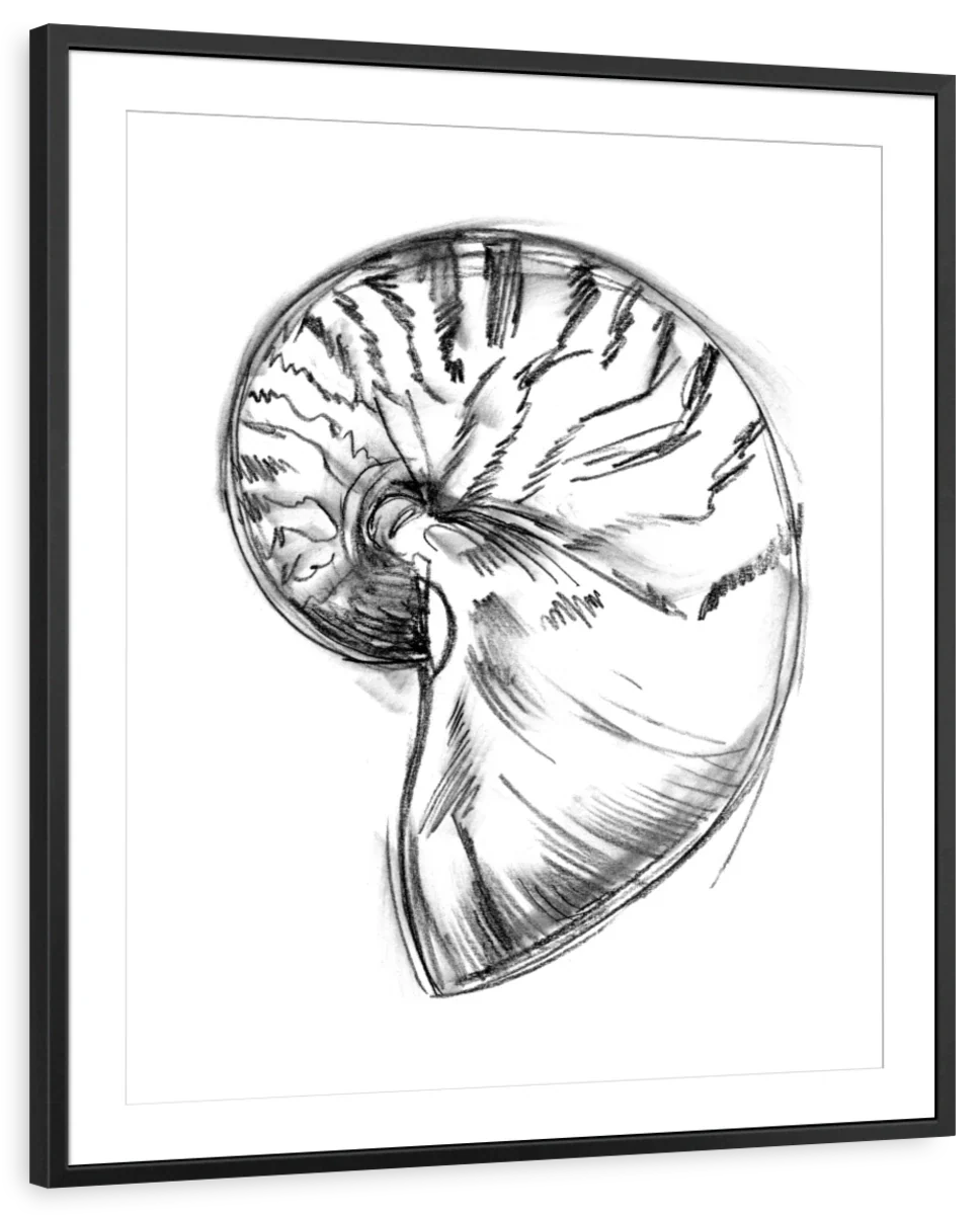 Shell Sketch IV Wall Art - Image 8