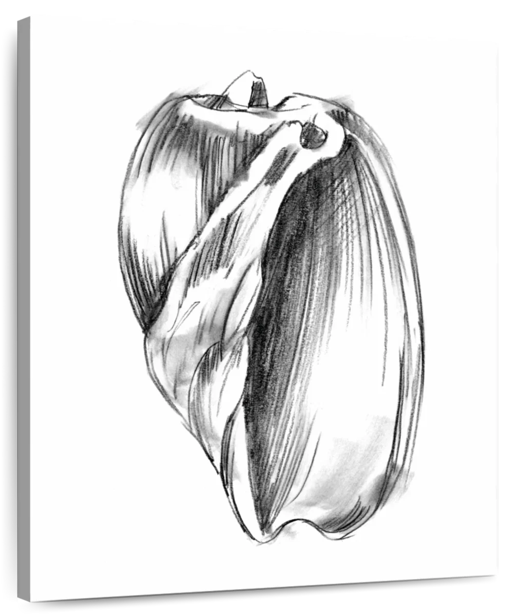 Shell Sketch VI Wall Art