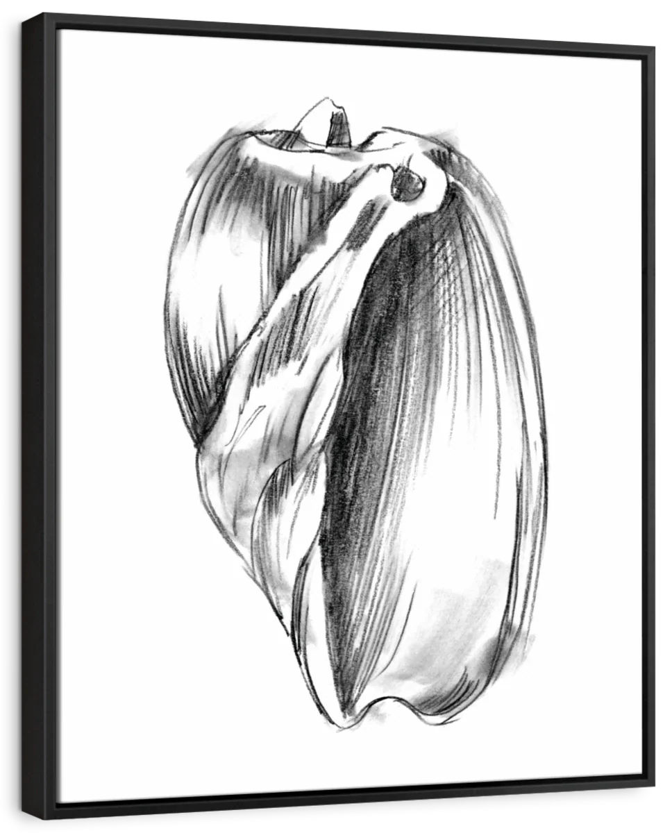 Shell Sketch VI Wall Art - Image 6