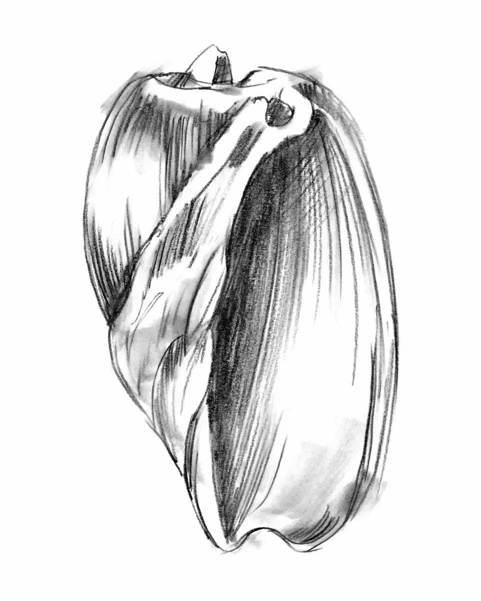 Shell Sketch VI Wall Art - Image 8