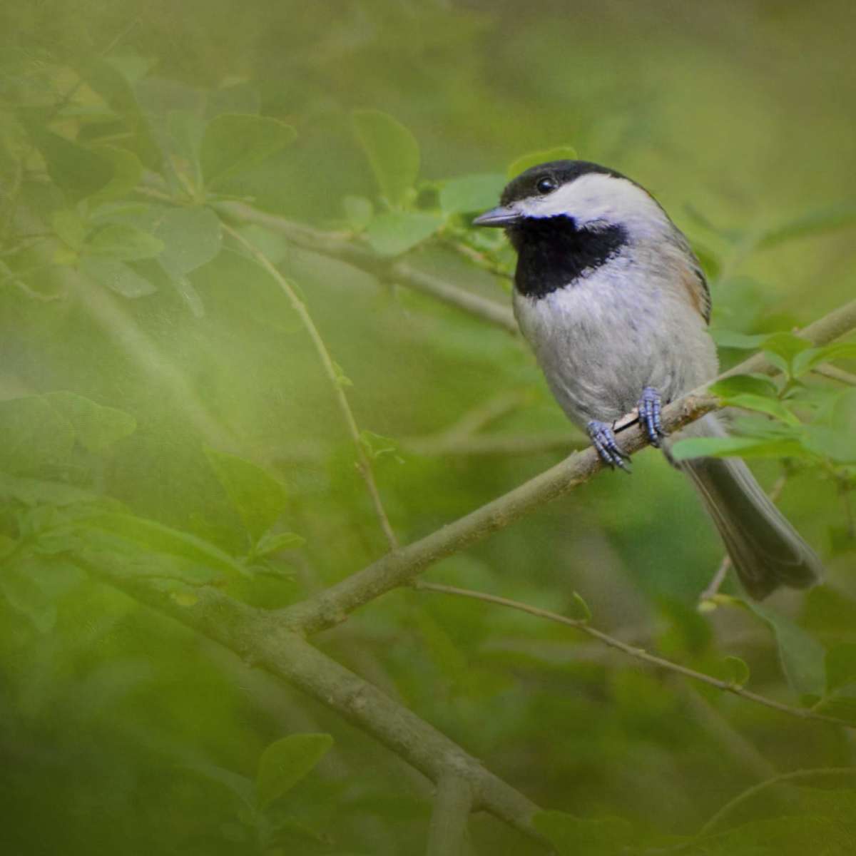 Spring Chickadee Wall Art - Image 11