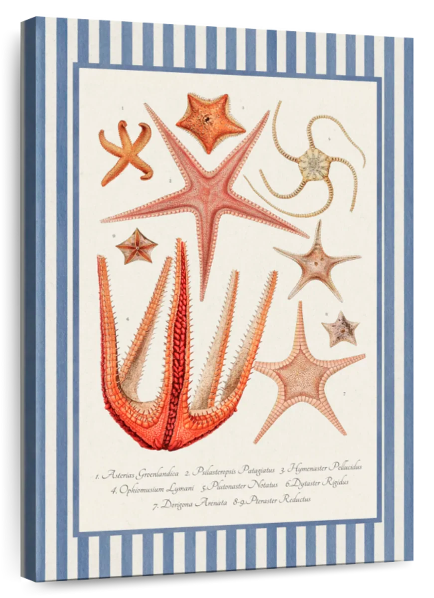 Starfish Varieties Reinterpreted Wall Art