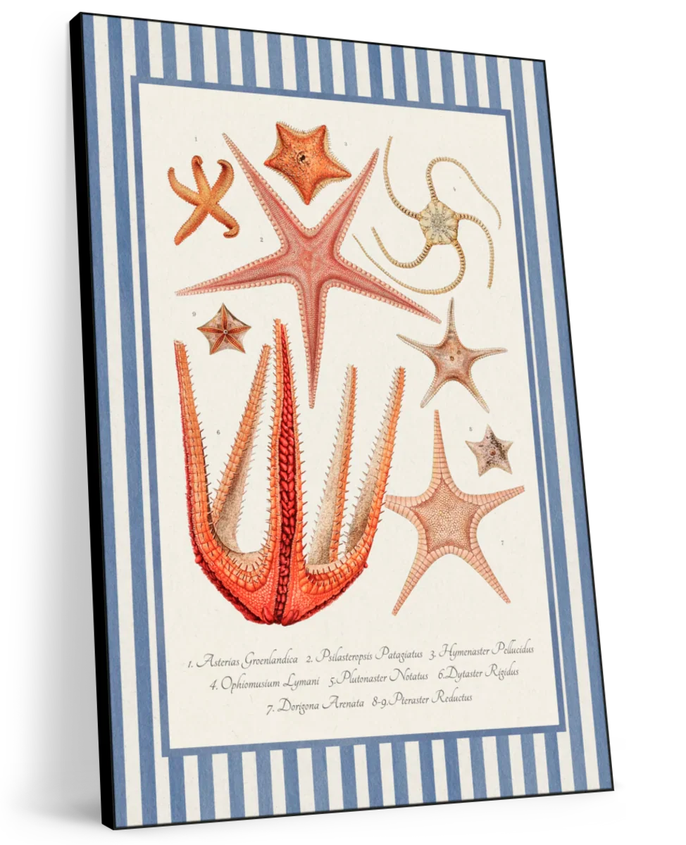 Starfish Varieties Reinterpreted Wall Art - Image 11