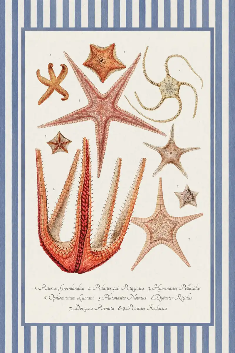 Starfish Varieties Reinterpreted Wall Art - Image 12