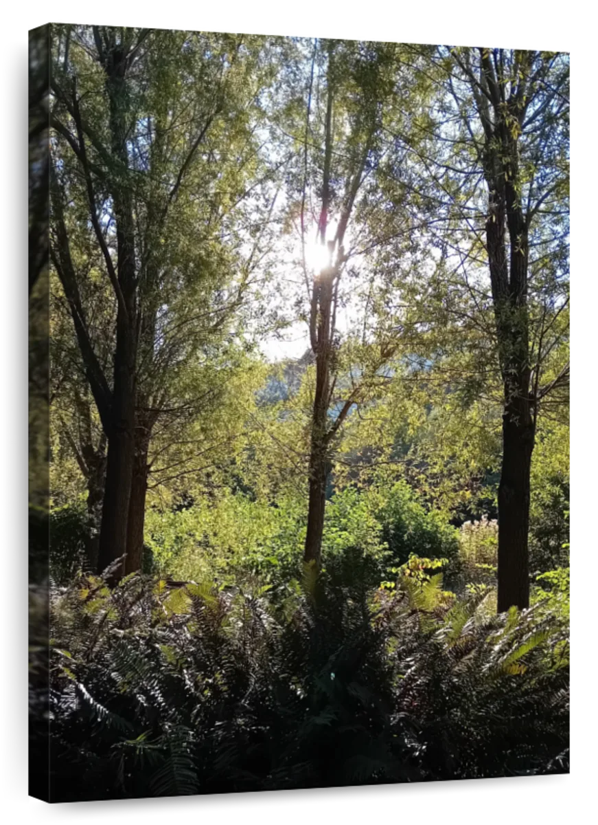 Sunlit Forest Wall Art - Image 2
