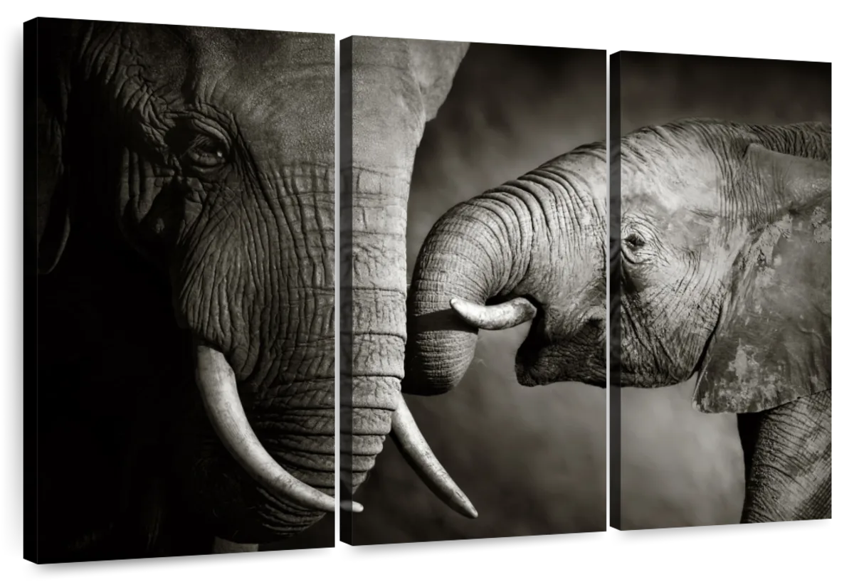 Sweet Elephant Affection Wall Art - Image 9