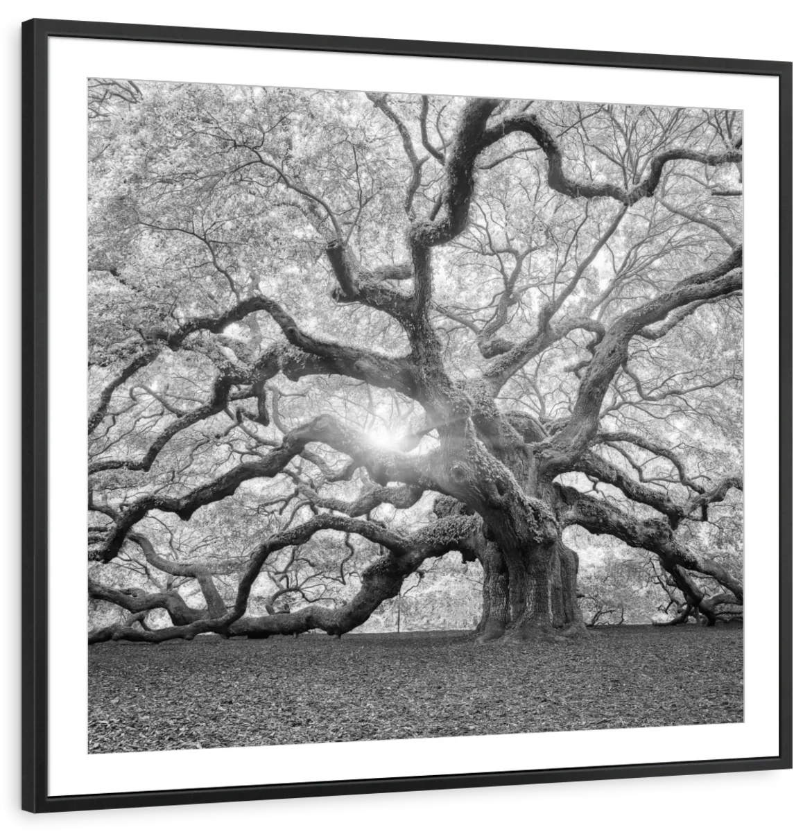 The Tree Square BW No. 2 Wall Art - Image 33
