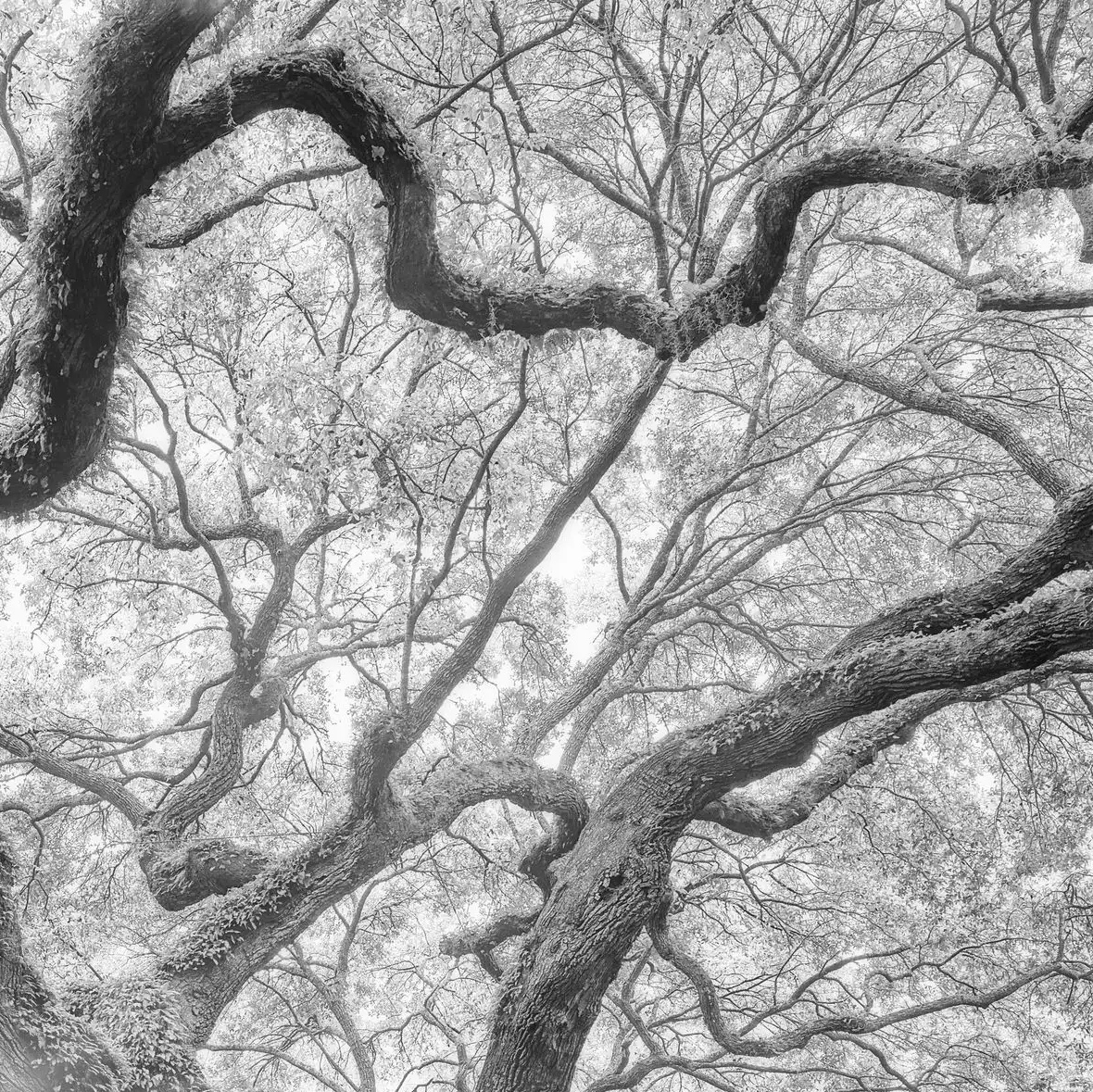 The Tree Square BW No. 2 Wall Art - Image 39