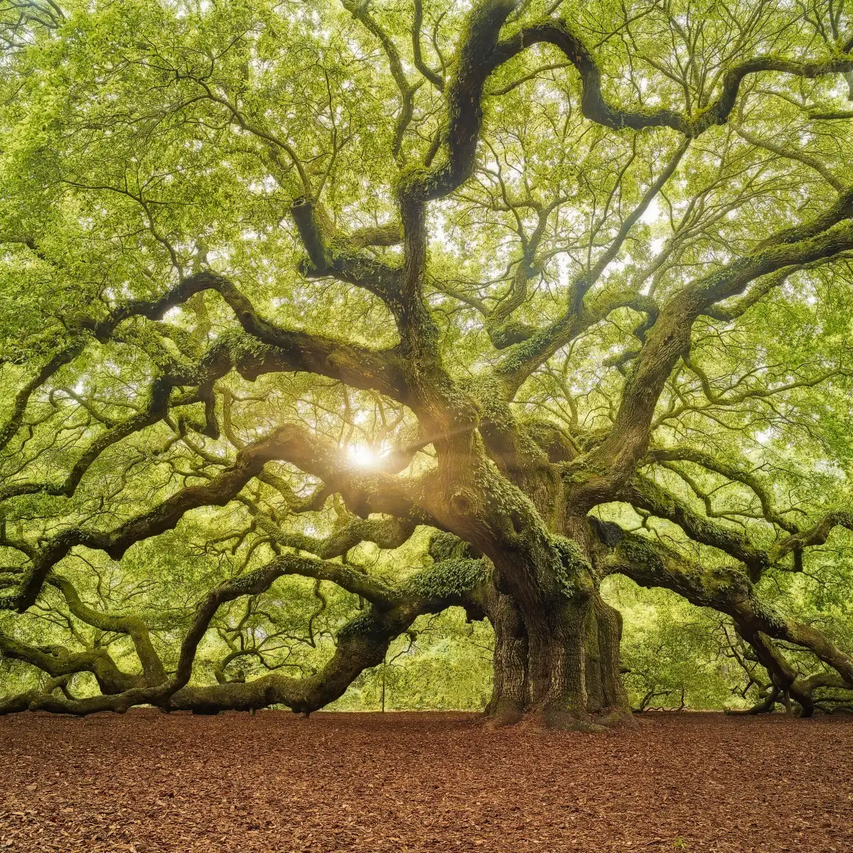 The Tree Square Edit OL Wall Art - Image 26