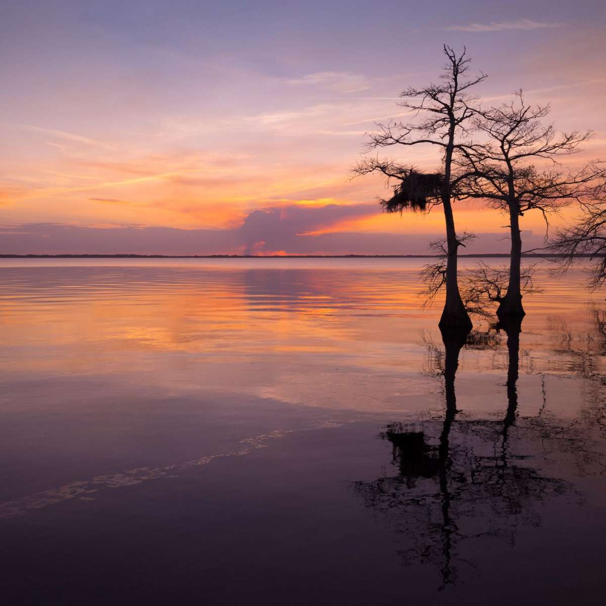 Three Trees On Sunset Wall Art - Image 4