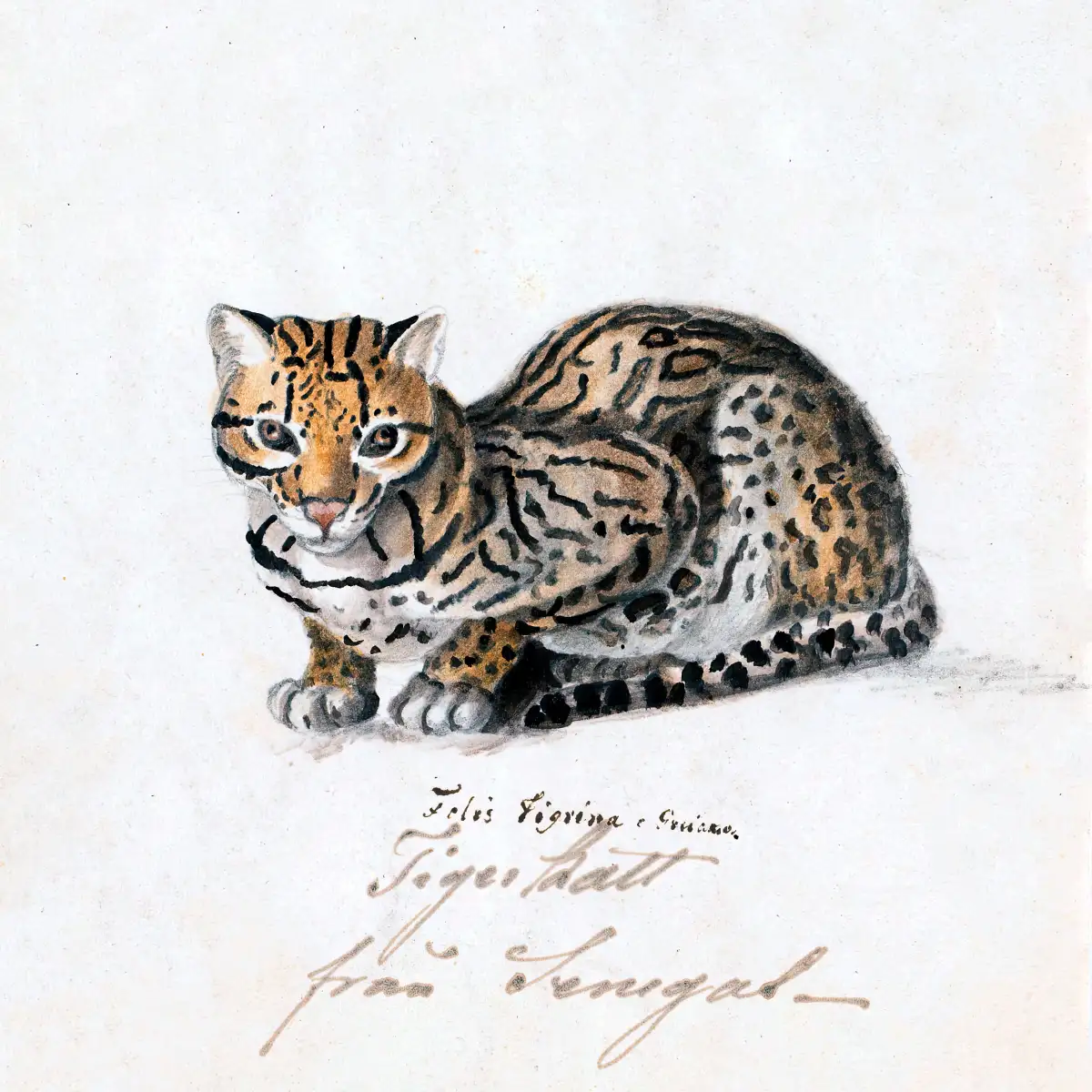 Tiger Cat Wall Art - Image 10