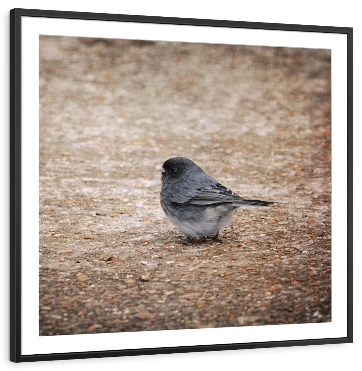 Tiny Junco In A Big World Wall Art - Image 7