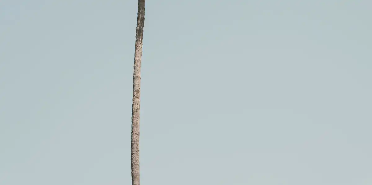 Tropical Palm Sky Wall Art - Image 16