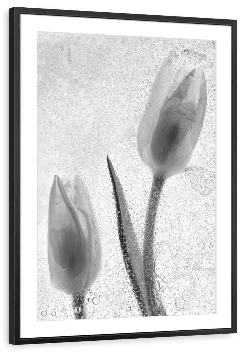Tulipanes Blancos  I Wall Art - Image 9