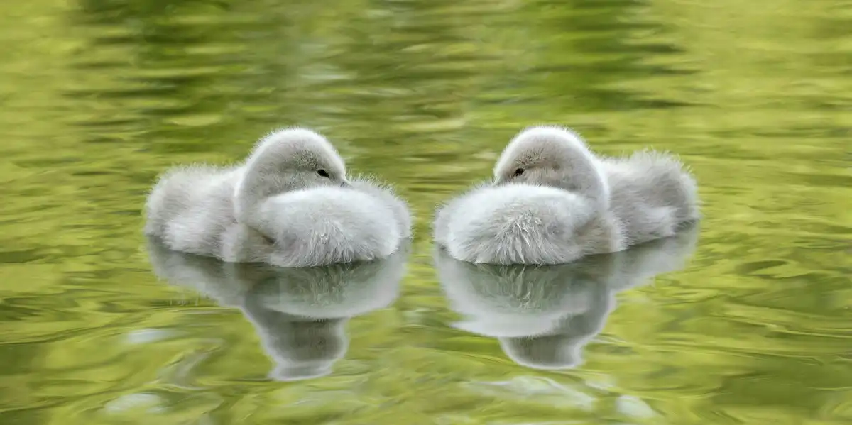 Two Cygnets Floating Wall Art - Image 15