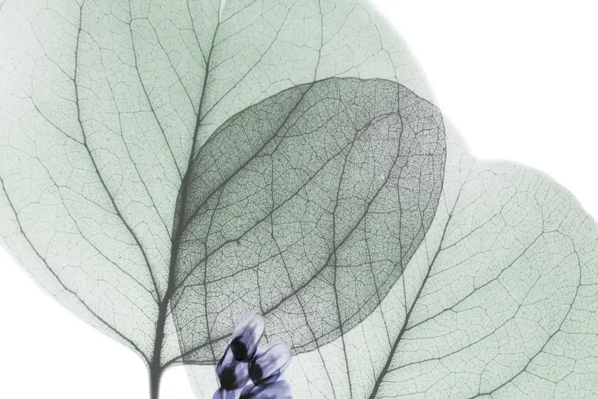 Very Peri Eucalyptus II Wall Art - Image 11