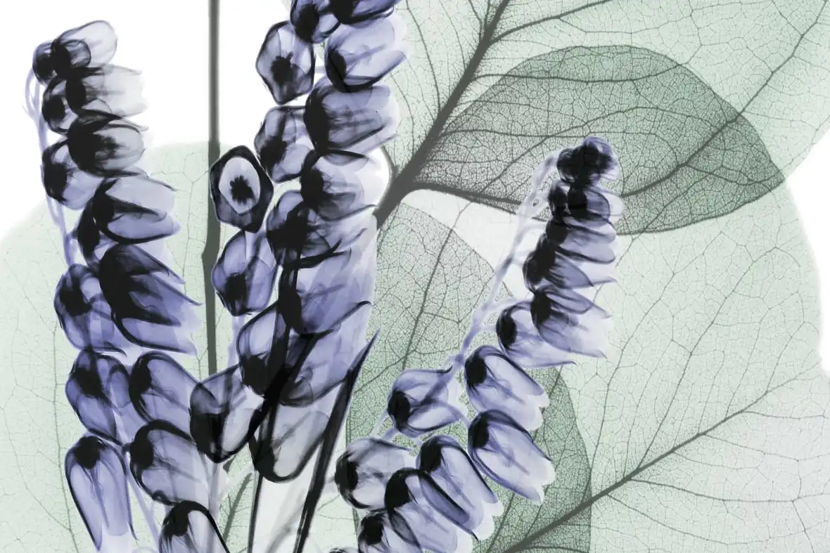 Very Peri Eucalyptus II Wall Art - Image 12